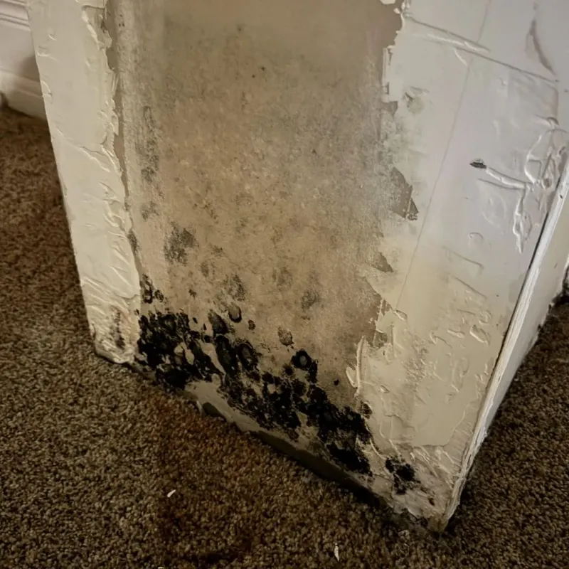 Professional Mold Removal in Enfield, ME